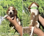 Small #1 Beagle