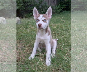 Siberian Husky Dogs for adoption in PIPE CREEK, TX, USA