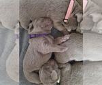 Small Photo #17 Labrador Retriever Puppy For Sale in FLAGLER, CO, USA