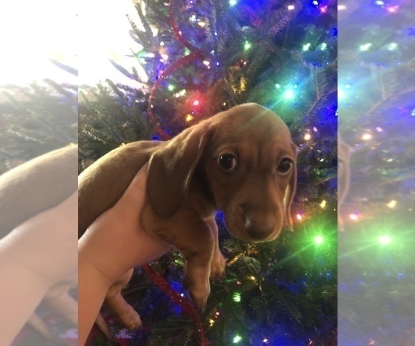 Medium Photo #5 Dachshund Puppy For Sale in ELFERS, FL, USA