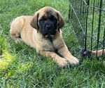 Small Photo #1 Mastiff Puppy For Sale in ATWATER, CA, USA