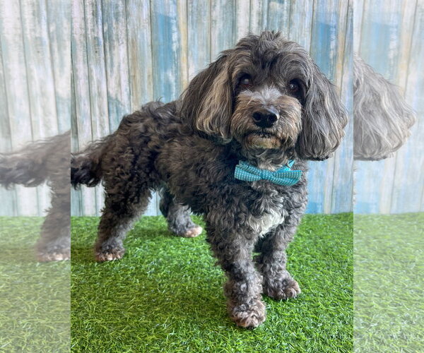 Medium Photo #1 Lhasa Apso-Unknown Mix Puppy For Sale in Corona, CA, USA