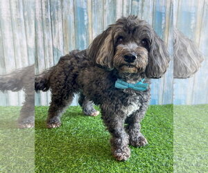 Lhasa Apso-Unknown Mix Dogs for adoption in Corona, CA, USA