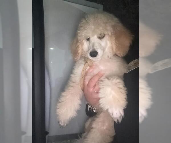 Medium Photo #1 Poodle (Miniature)-Unknown Mix Puppy For Sale in San Antonio, TX, USA