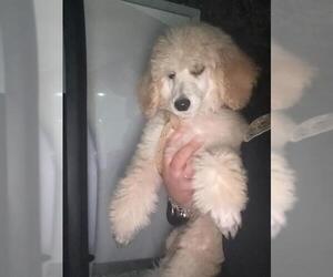 Poodle (Miniature)-Unknown Mix Dogs for adoption in San Antonio, TX, USA