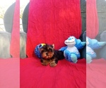 Small Photo #7 Yorkshire Terrier Puppy For Sale in SIMI VALLEY, CA, USA