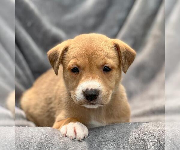 Medium Photo #1 Colonial Cocker Spaniel-Unknown Mix Puppy For Sale in San Diego, CA, USA