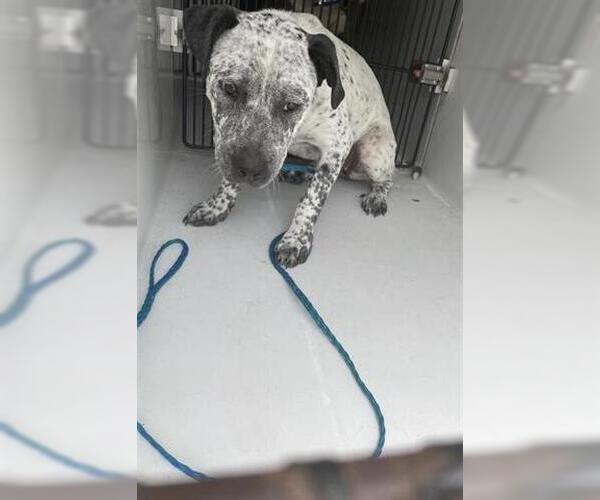 Medium Photo #1 American Pit Bull Terrier-Unknown Mix Puppy For Sale in Houston, TX, USA