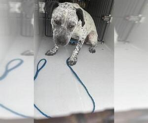 American Pit Bull Terrier-Unknown Mix Dogs for adoption in Houston, TX, USA