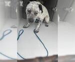 Small American Pit Bull Terrier Mix