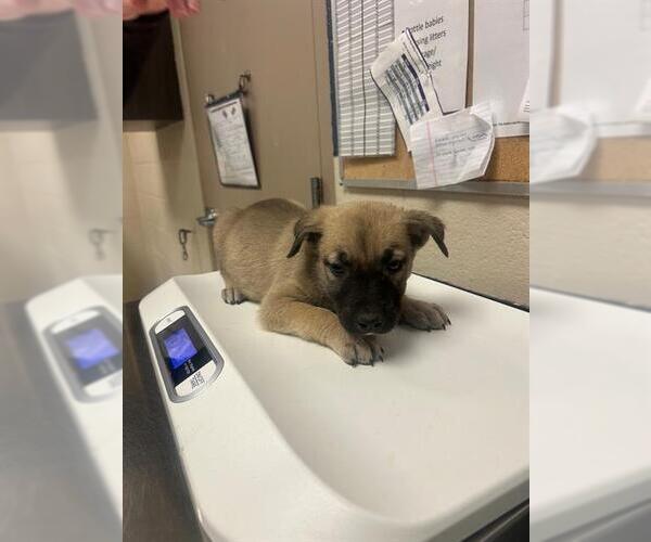 Medium Photo #1 American Pit Bull Terrier Puppy For Sale in Conroe, TX, USA