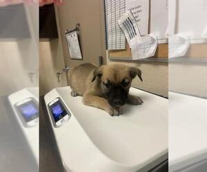 American Pit Bull Terrier Dogs for adoption in Conroe, TX, USA