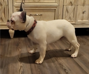 Father of the French Bulldog puppies born on 04/11/2025