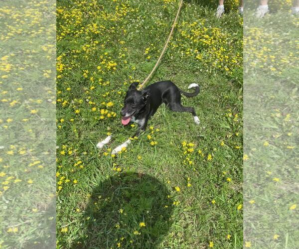 Medium Photo #5 Border Collie-Rat Terrier Mix Puppy For Sale in Brooklyn Center, MN, USA