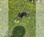 Small #4 Border Collie-Rat Terrier Mix