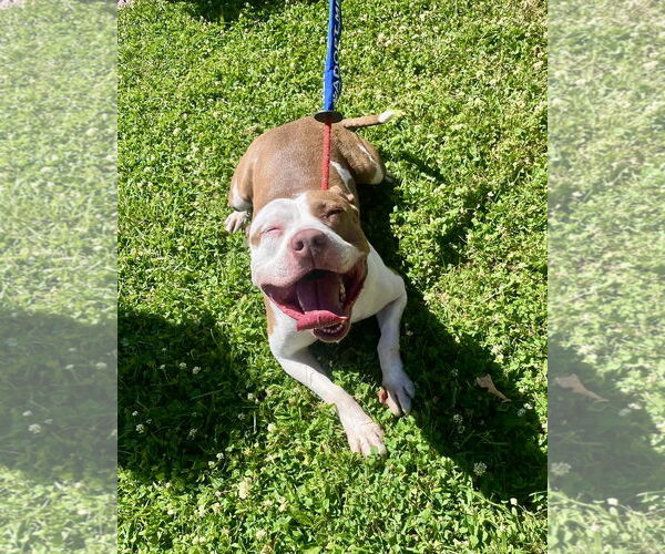 Medium Photo #8 American Pit Bull Terrier-Unknown Mix Puppy For Sale in Oakhurst, NJ, USA