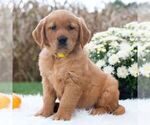 Small #3 Golden Retriever