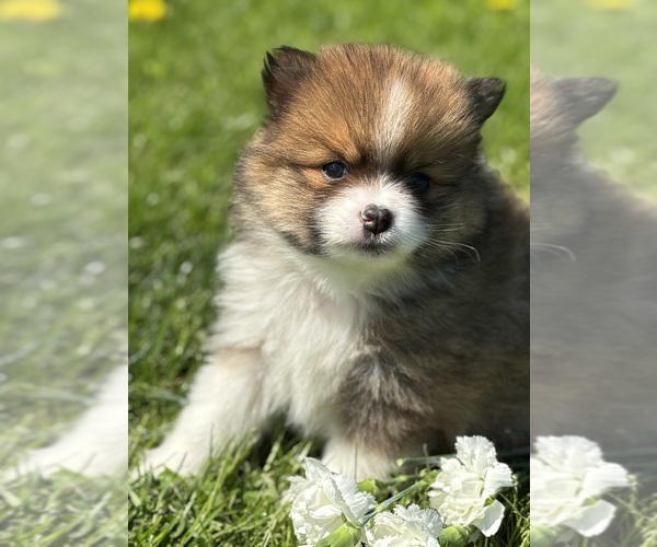 Medium Photo #2 Pomeranian Puppy For Sale in ROCK STREAM, NY, USA