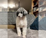 Small Photo #12 Poodle (Standard) Puppy For Sale in HENRY, VA, USA