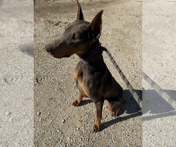 Medium Photo #3 Doberman Pinscher Puppy For Sale in Coralville, IA, USA