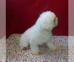 Small #3 Maltese