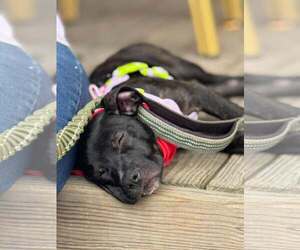 Summer - Brynns litter - Female American Staffordshire Terrier-Unknown Mix Dog for Adoption - Photo #3
