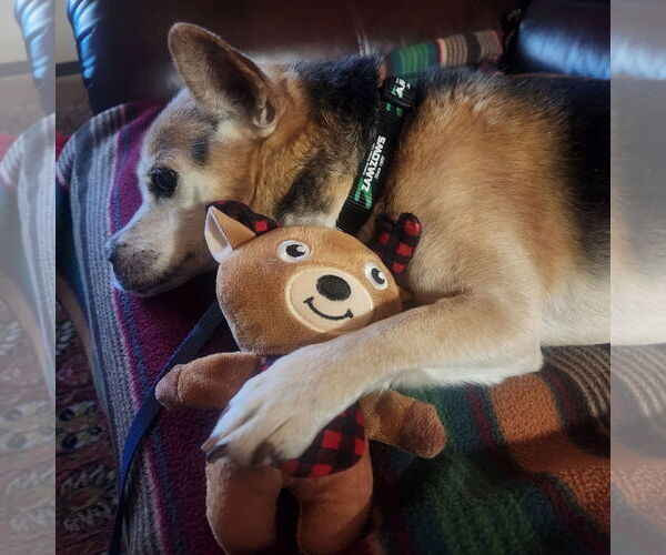 Medium Photo #4 Mutt Puppy For Sale in Emmett, ID, USA