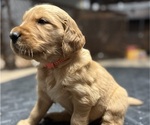 Puppy Orange Golden Irish-Golden Retriever Mix