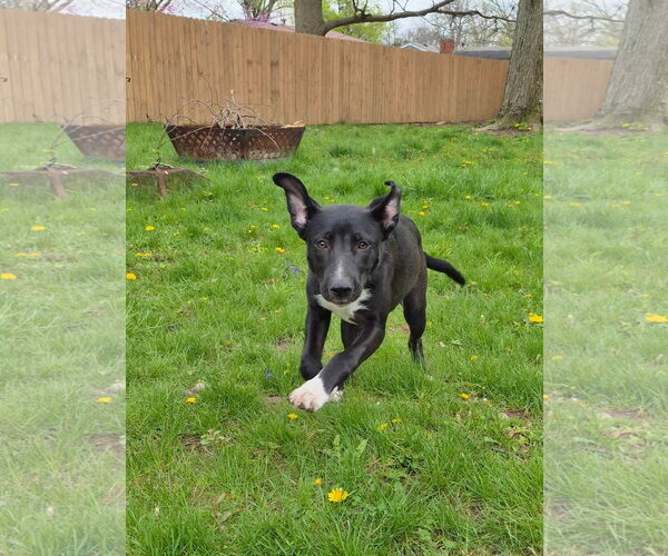 Medium Photo #6 Mutt Puppy For Sale in Germantown, OH, USA