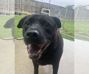 Delilah - Female Mutt Dog for Adoption - Photo #2