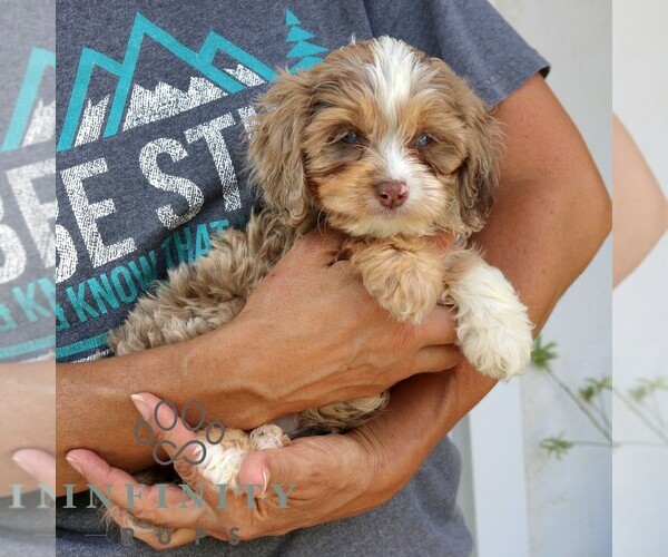 Medium Photo #3 Cavapoo (Miniature) Puppy For Sale in NARVON, PA, USA