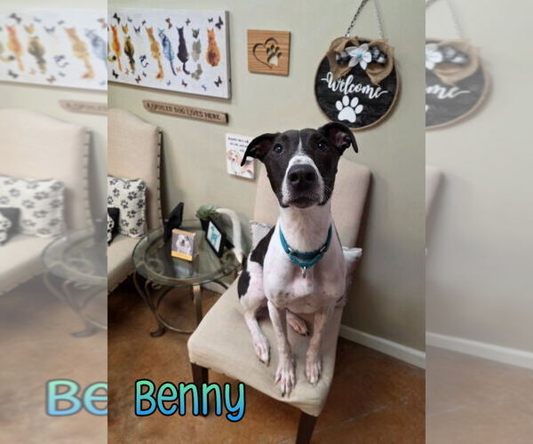 Medium Photo #3  Puppy For Sale in , 