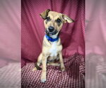 Small #3 Jack Russell Terrier Mix