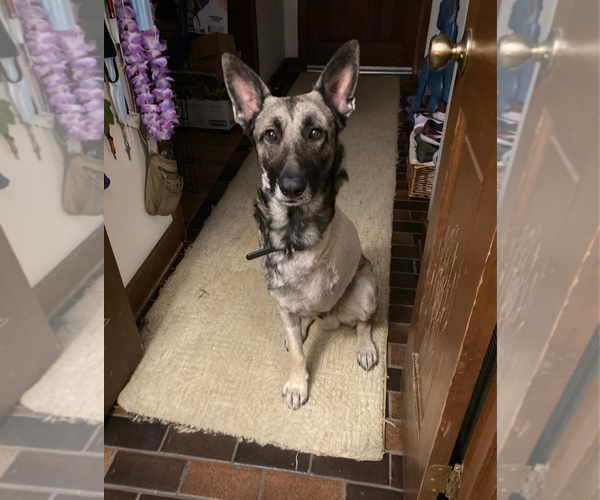 Medium Photo #4 German Shepherd Dog Puppy For Sale in Holly Springs, NC, USA