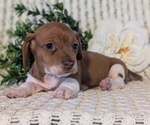 Small Photo #17 Dachshund Puppy For Sale in GOSHEN, IN, USA