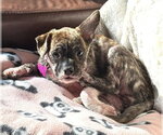 Small Photo #4 Boston Terrier-Unknown Mix Puppy For Sale in Mundelein, IL, USA