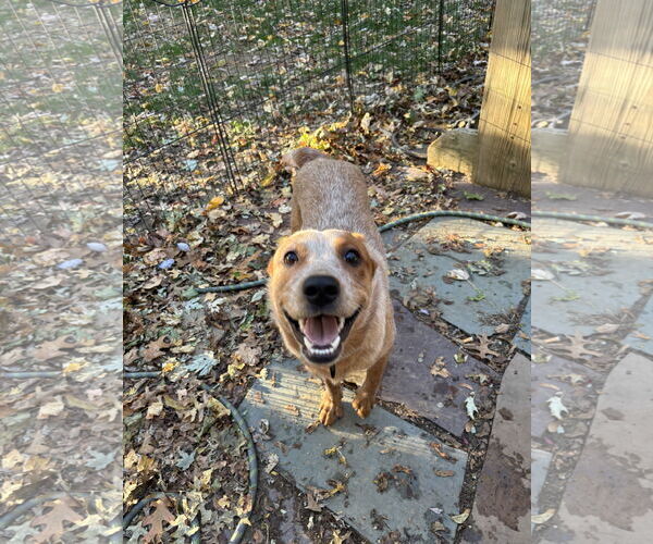 Medium Photo #3 Mutt Puppy For Sale in Garden City, NY, USA