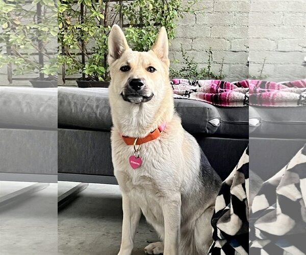 Medium Photo #8 Huskies -Unknown Mix Puppy For Sale in Dana Point, CA, USA