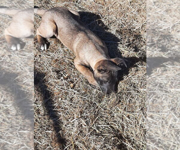 Medium Photo #7 Mutt Puppy For Sale in Imlay City, MI, USA