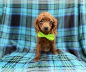 Cavapoo (Miniature) Puppy for sale in LAKELAND, FL, USA