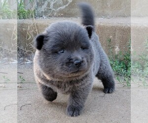 Chow Chow Puppy for sale in FREDERICKTOWN, MO, USA