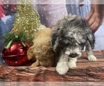 Small Photo #26 Aussiedoodle Puppy For Sale in COMMERCE, MI, USA