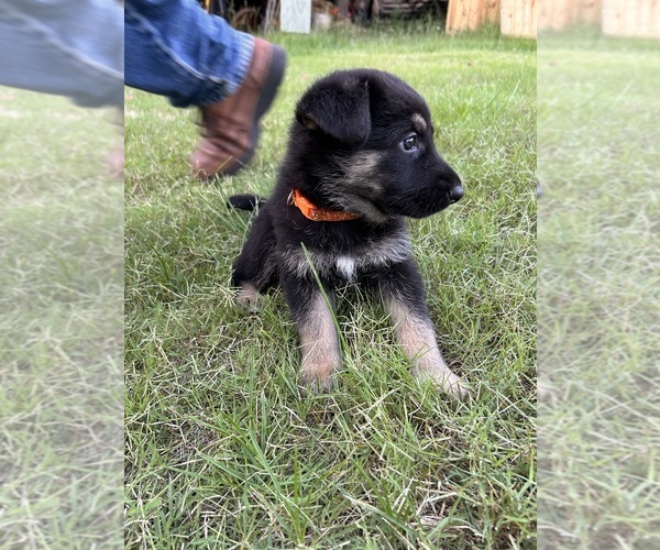 Medium Photo #11 German Shepherd Dog Puppy For Sale in SENECA, SC, USA