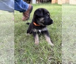 Small Photo #11 German Shepherd Dog Puppy For Sale in SENECA, SC, USA