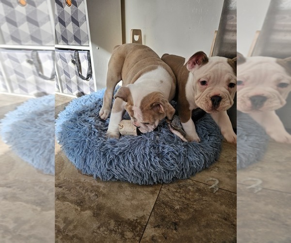 Medium Photo #2 Olde English Bulldogge Puppy For Sale in HORSEHEADS, NY, USA