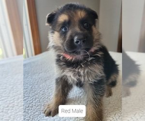 German Shepherd Dog Puppy for sale in FAIRFIELD, IL, USA