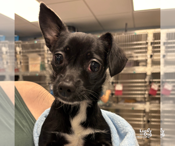 Medium Photo #2 Chihuahua-Unknown Mix Puppy For Sale in Washington, DC, USA