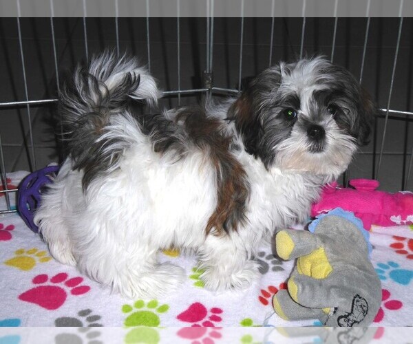 Medium Photo #6 Mal-Shi Puppy For Sale in ORO VALLEY, AZ, USA