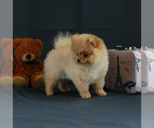 Medium Photo #3 Pomeranian Puppy For Sale in BROOKLYN, NY, USA