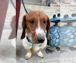 Small #4 Dachshund Mix